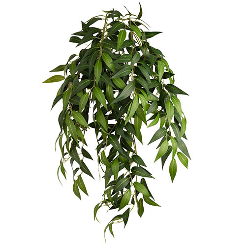 green ruscus bush