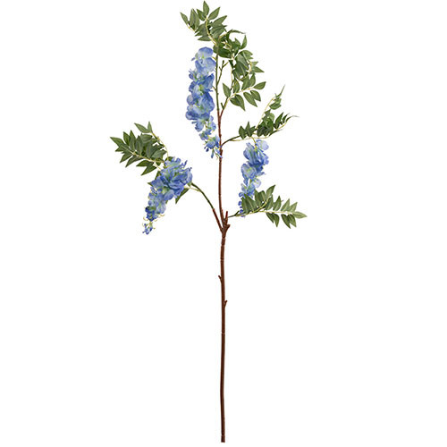 Blue Wisteria wholesale