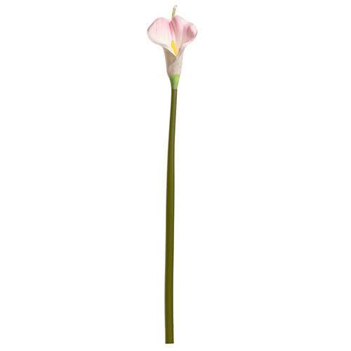Pink Calla Lily for bouquets
