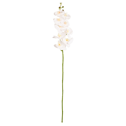 real feeling White Phalaenopsis Orchid
