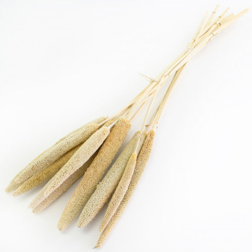 A bunch of bleached white babala stems.
