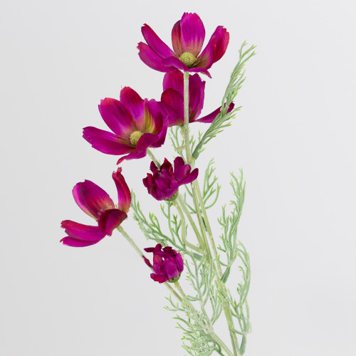 A Magenta Cosmos Daisy Spray, measuring approx. 60cm! A Magenta Cosmos Daisy Spray, measuring approx. 60cm!