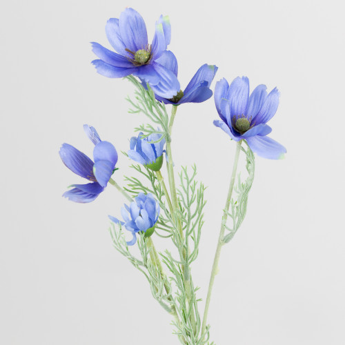 A Blue Cosmos Daisy Spray, measuring approx. 60cm! A Blue Cosmos Daisy Spray, measuring approx. 60cm!