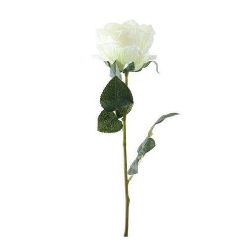 An ivory garden rose An ivory garden rose
