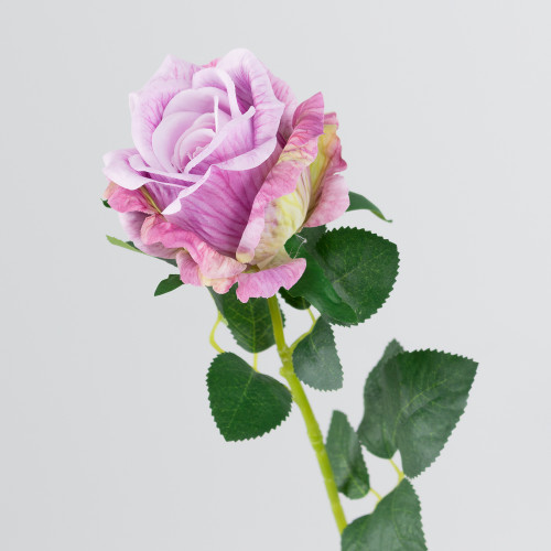 A pale lilac garden rose A pale lilac garden rose