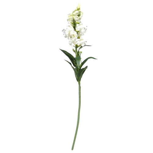 A White Snapdragon Flower, measuring approx. 59cm!