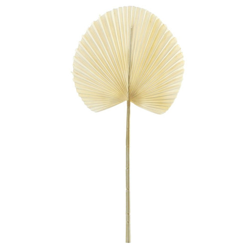 54cm Bleached Dry Look Fan Palm Leaf