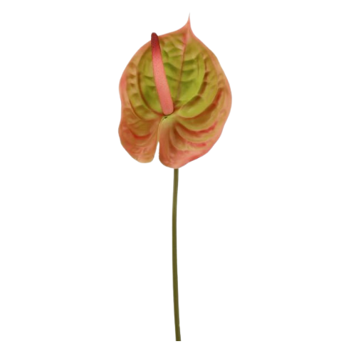 A 70cm pink & green Anthurium.
