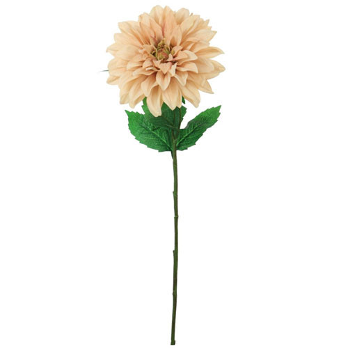 A 65cm Champagne Monarch Dahlia stem.