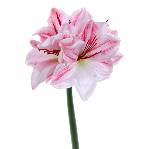 A 40cm pink and white amaryllis stem