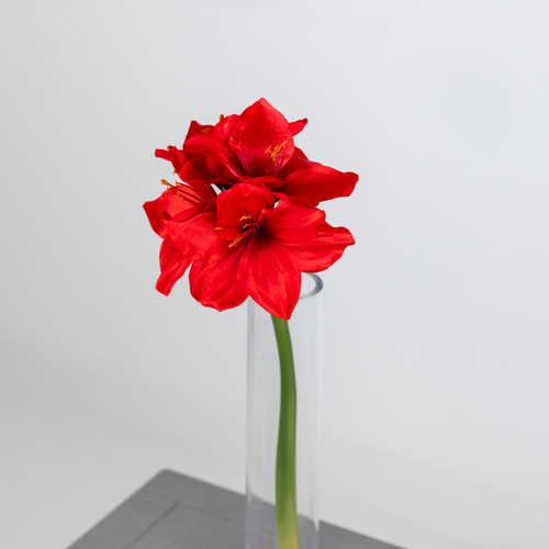 A 40cm red amaryllis stem