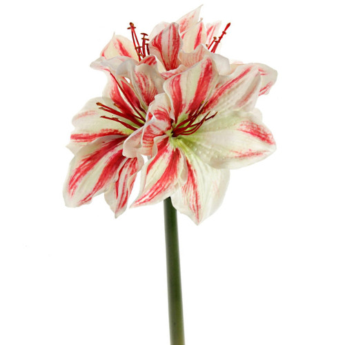 A 40cm red and white amaryllis stem