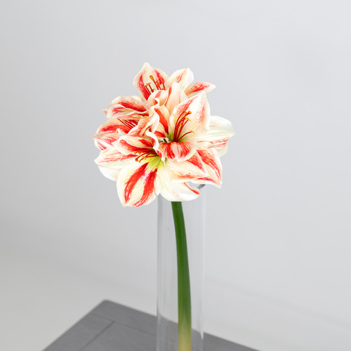 A 40cm red and white amaryllis stem