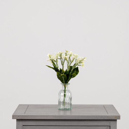 A White Stephanotis Bush.