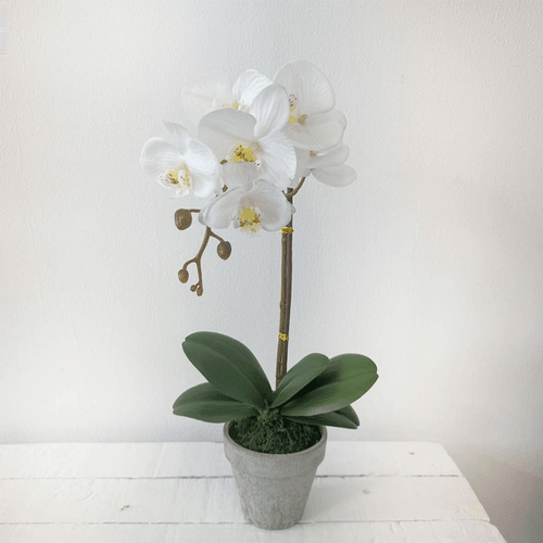 A Real Touch White Potted Orchid, measuring approx. 44cm. A Real Touch White Potted Orchid, measuring approx. 44cm.