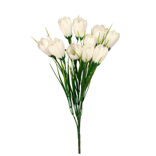 A Cream Crocus Bunch.