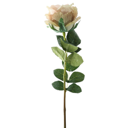 A Vintage Ivory Garden Rose. A Vintage Ivory Garden Rose.