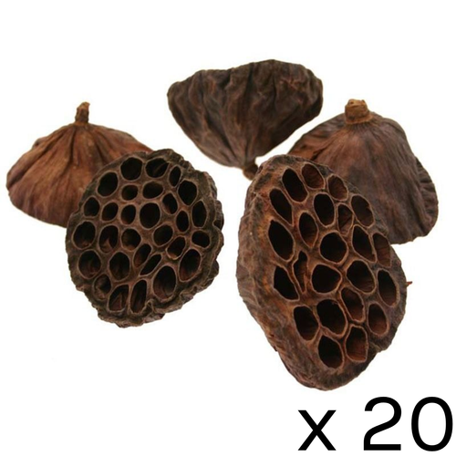 A pack of 20 Dried Large Lotus Heads.
