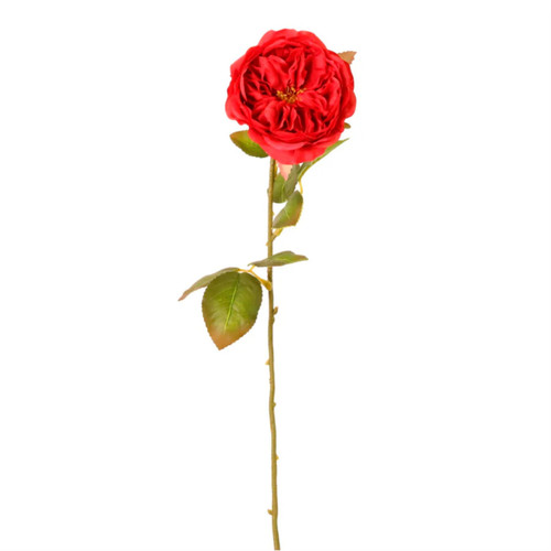 A 66cm Red Austin Rose Stem.