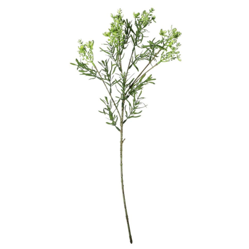 A Green Broom Bloom, measuring approx. 51cm.