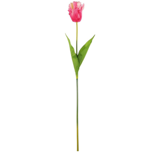 A Pink Parrot Tulip, measuring approx. 70cm.