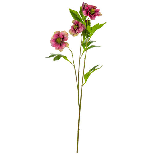 Burgundy Helleborus Stem  (1)