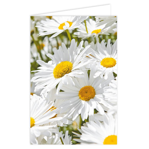 White Daisies Message Cards - 10cm x 7cm (25)