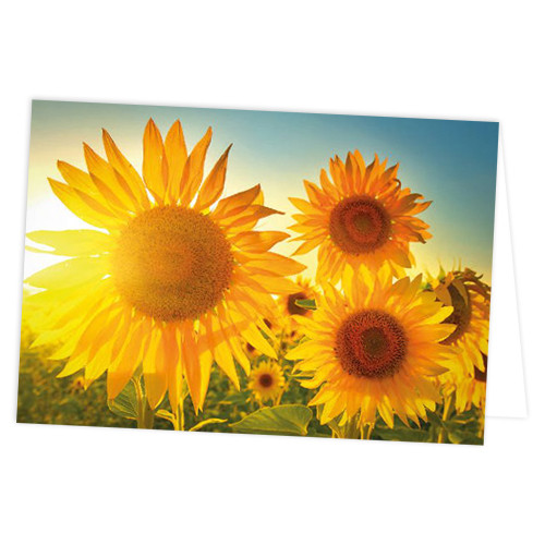 Sunflower Field Message Cards - 10cm x 7cm (25)