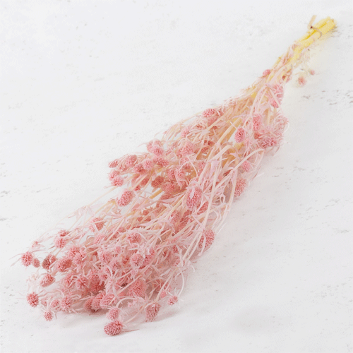 70cm Bleached Light Pink Eryngium Bunch - 5 Stems (1)