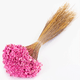 25-40cm Dried Mid Pink Glixia Flower Bunch - 100g (1)