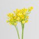 A 70cm Lemon Yellow Chloe Gypsophila Spray