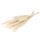 35-65cm Dried Bleached White Palm Twizzle Bundle - 5 Stems (1)
