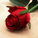 45cm Red Oxford Rose Buds (24)