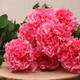 50cm Pink Carnations Bunch - 8 Heads (1)
