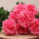 50cm Pink Carnations Bunch