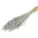 60cm Dried Grey Misty Oats Bunch - 25-30 Stems (1)