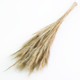 60-80cm Dried Natural Fox Tail Bunch - 250g (1)