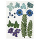 Blue Pressed Flowers & Leaves (19)