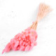 65cm Dried Pastel Pink Lagurus Bunch - 80g (1)