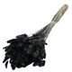 70cm Dried Black Lagurus Ovatus Bunch - 100g (1)