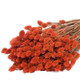 60cm Dried Burnt Orange Phalaris Bunch - 185g (1)