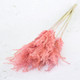 60cm Dried Pink Fluffy Reed Grass Bunch - 10 Stems (1)