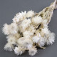 30cm Dried White Helichrysum Vestitum - 5 Stems (1)