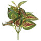 27cm Coleus Small Leaf Bunch (1)