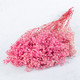 pink dried gypsophila