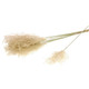 Dried Natural Miscanthus Grass - 10 stems (1)