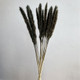 75cm Dried Charcoal Black Pampas Grass Bundle - 15 stems (1)