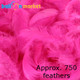 Premium Shocking Pink Feathers (Approx. 750)