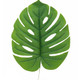 48cm Green Tarovine Leaf