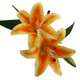39cm Orange Stargazer Lily Pick